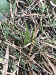 Urochloa subquadripara