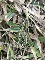 Urochloa subquadripara