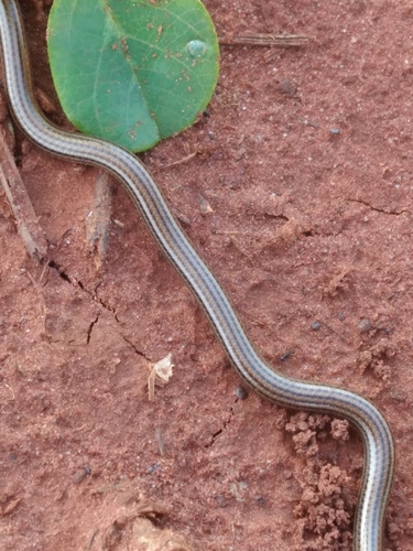 Photo of a Epictia clinorostris (Epictia clinorostris)