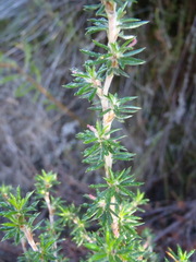 Cliffortia stricta