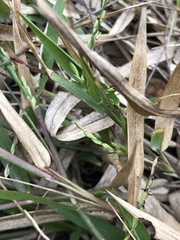 Urochloa subquadripara