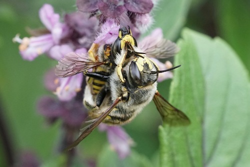 European wool carder bee