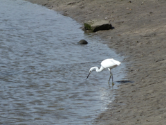 Egretta garzetta