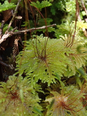 Hypnodendraceae