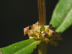 Ammannia baccifera
