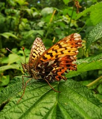 Boloria titania