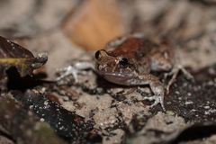Leptodactylus petersii