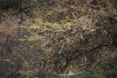 Chlorocichla flaviventris flaviventris