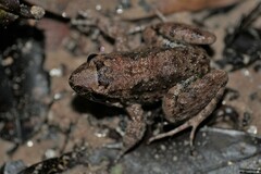 Leptodactylus petersii