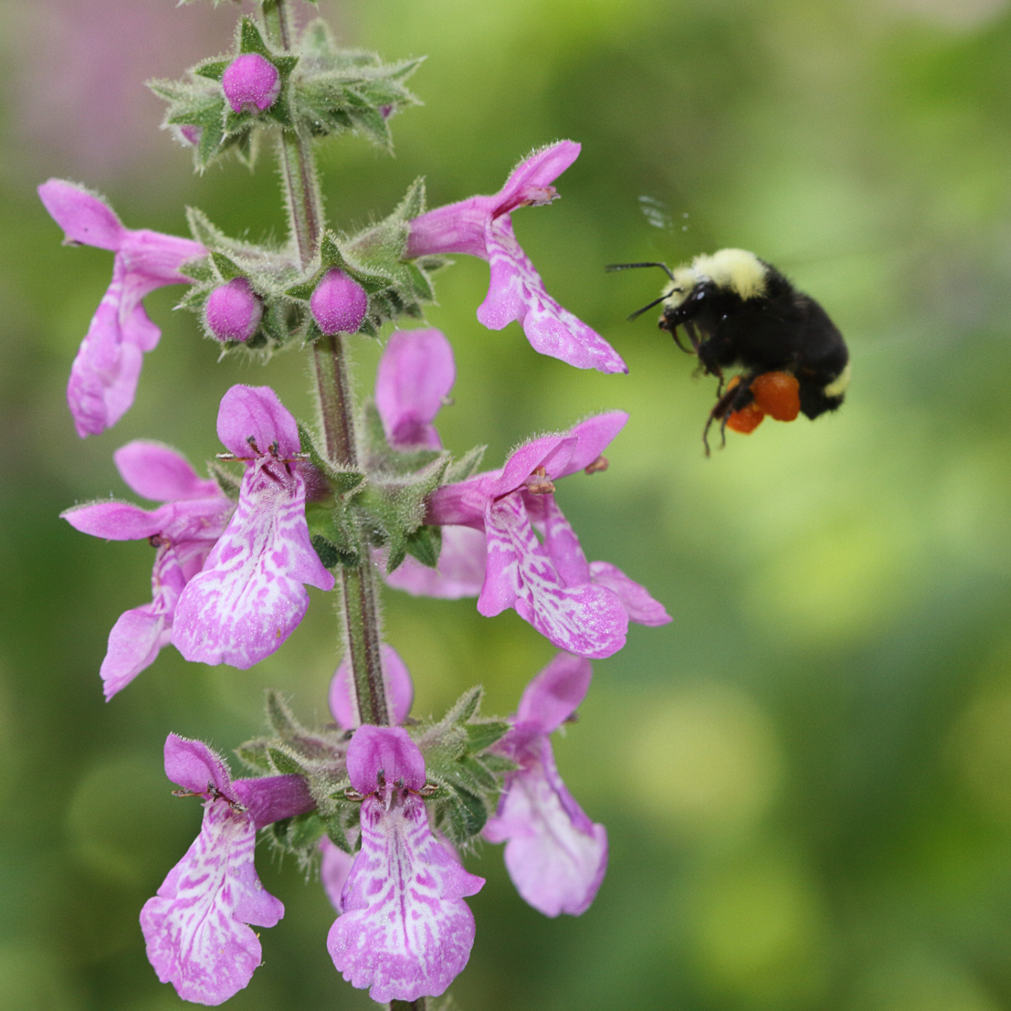 Stachys bullata