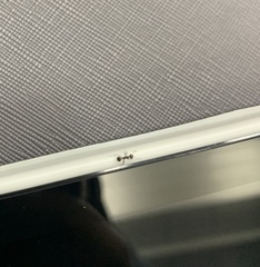 Dolichoderus thoracicus