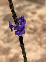 Stachytarpheta urticifolia