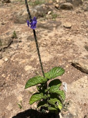 Stachytarpheta urticifolia