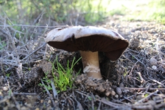 Agaricus