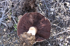 Agaricus
