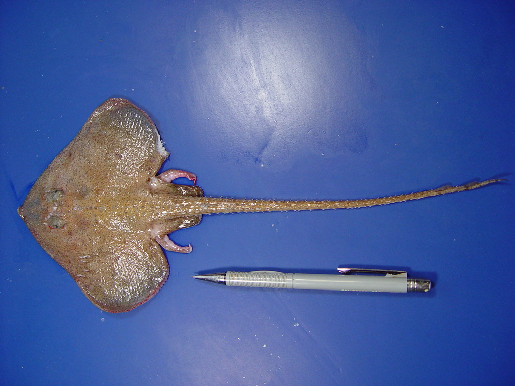 Pygmy Skates