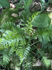 Asplenium rutifolium image