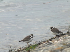 Charadrius hiaticula