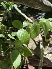 Cyphostemma subciliatum