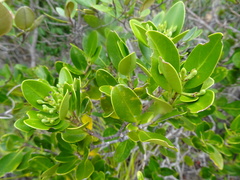 Tarenna rhypalostigma