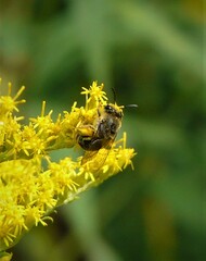 Colletes compactus compactus