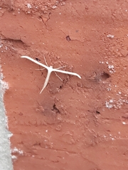 Emmelina monodactyla