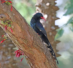 Phoeniculus purpureus