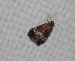 Aconzarba decissima