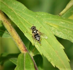 Eristalis dimidiata