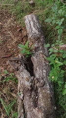 Trachylepis punctatissima