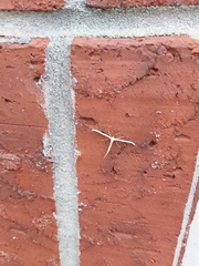 Emmelina monodactyla