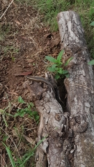 Trachylepis punctatissima