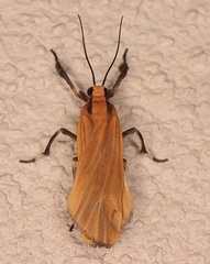 Lycomorphodes sordida