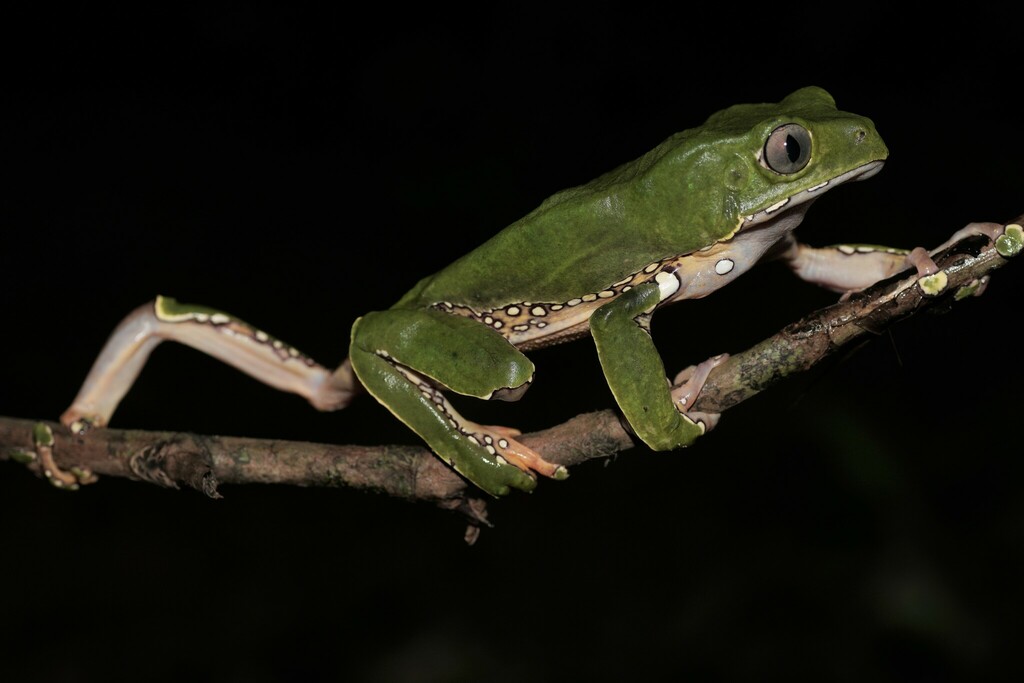 Phyllomeduse bicolore (Phyllomedusa bicolor)
