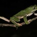 Waxy Monkey Treefrog - Photo (c) Laurent Barthe, some rights reserved (CC BY-NC), uploaded by Laurent Barthe