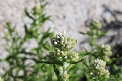 Pseudognaphalium biolettii