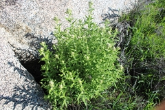 Pseudognaphalium biolettii