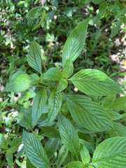 Pentas micrantha