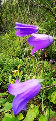 Campanula rotundifolia