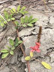 Indigofera hendecaphylla