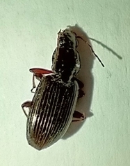 Agonum punctiforme