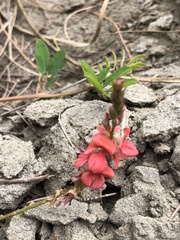 Indigofera hendecaphylla