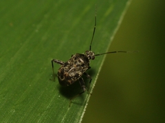 Proboscidocoris