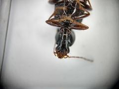 Agonum punctiforme