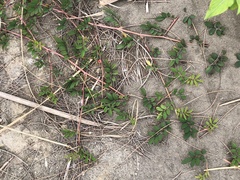 Indigofera hendecaphylla
