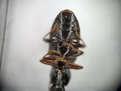 Agonum punctiforme