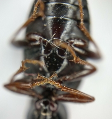 Agonum punctiforme
