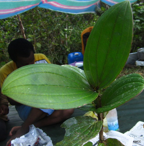 Medinilla quadrangularis image