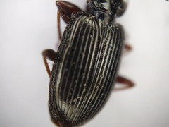Agonum punctiforme