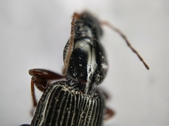 Agonum punctiforme